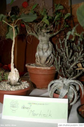 img00017.jpg