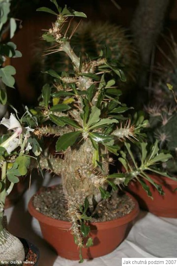 img00018.jpg