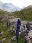 Asi modrofialová pampeliška na cyklostezce vedoucí od jezera Cancano(Lago di Cancano) do Livigna přes passo Alpisella